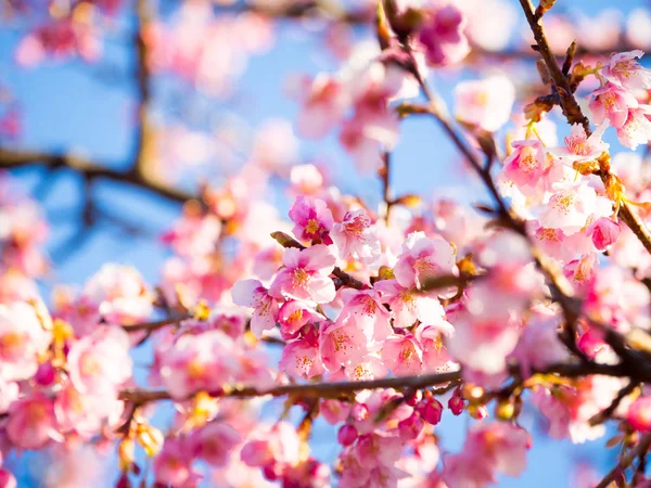 Japonya 'da kiraz çiçekleri