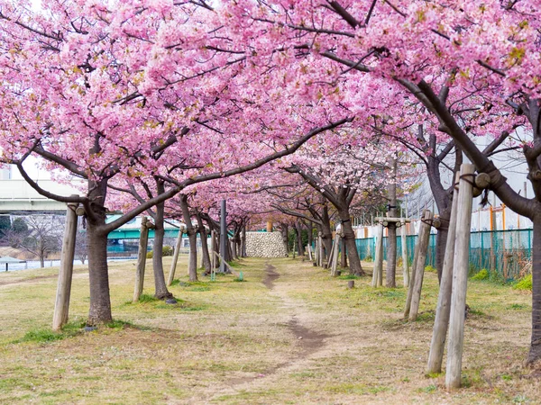 Άνθη κερασιάς στην Ιαπωνία — Φωτογραφία Αρχείου
