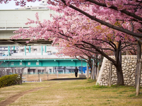 Άνθη κερασιάς στην Ιαπωνία — Φωτογραφία Αρχείου