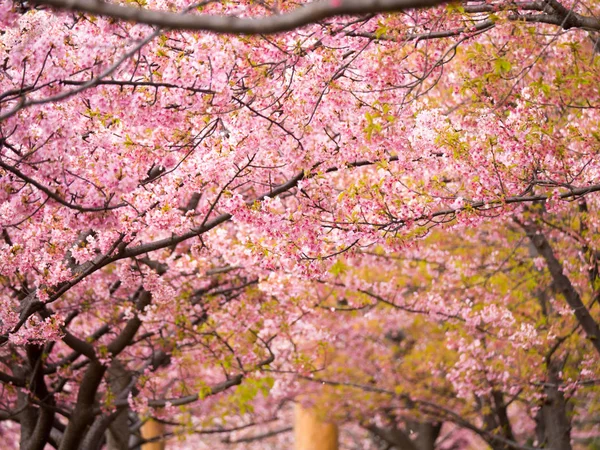 Kirschblüten in Japan — Stockfoto