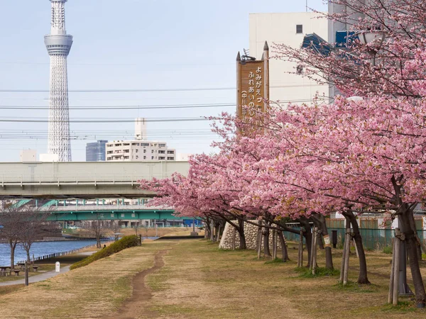 Flores de cerezo en Japón —  Fotos de Stock