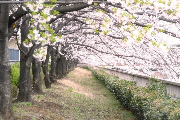 日本の桜 — ストック写真