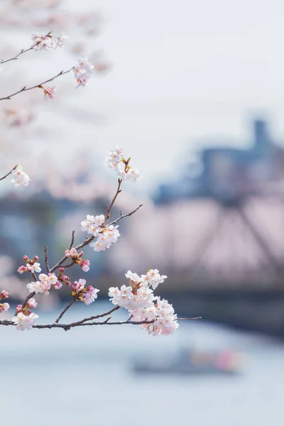 Цветение вишни в Японии — стоковое фото