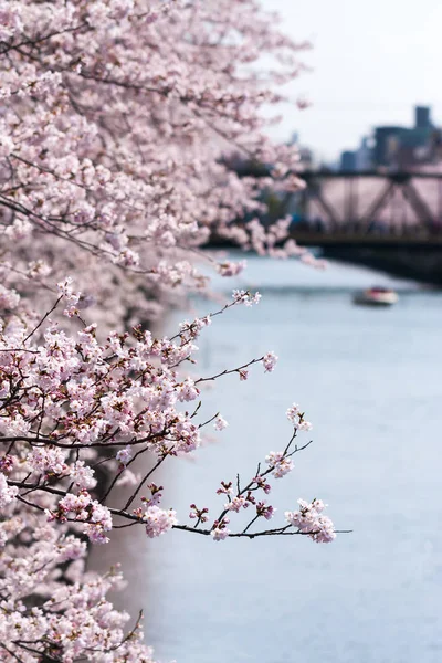 Japonya 'da kiraz çiçekleri