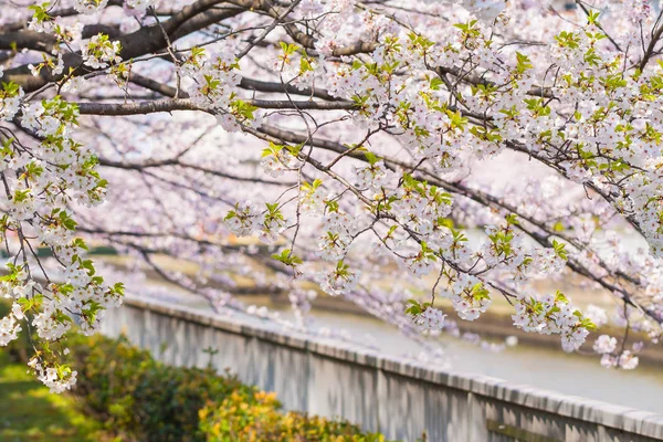 Japonya 'da kiraz çiçekleri