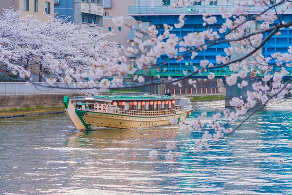 Japonya 'da kiraz çiçekleri