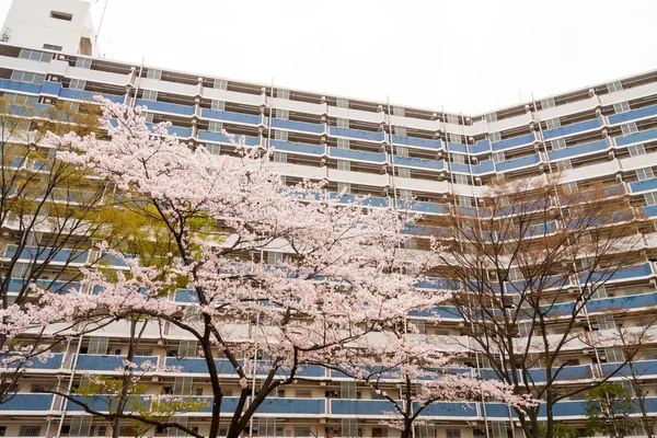 Flores de cerezo en Japón —  Fotos de Stock