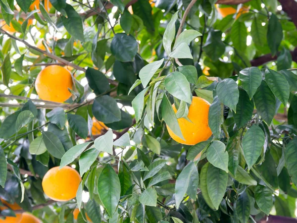 Meyve taşıyan ağaç