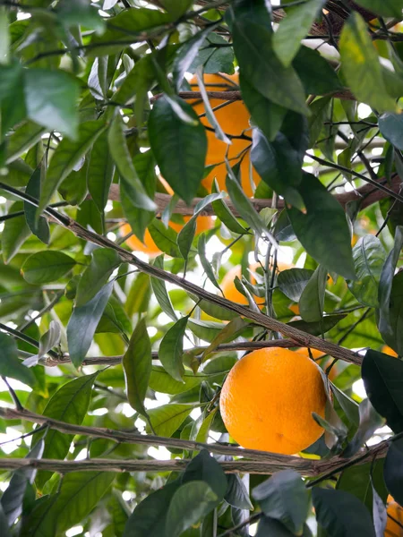 Der fruchttragende Baum — Stockfoto