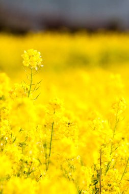 Tecavüz çiçeği Japonya