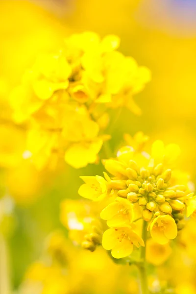 Rape blossoms in Japan — Stock Photo, Image