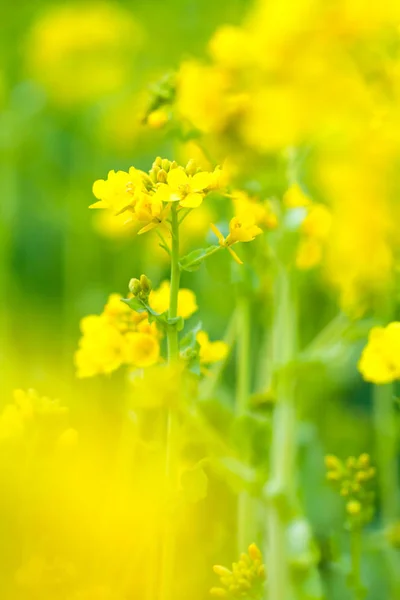 Rapsblüten in Japan — Stockfoto