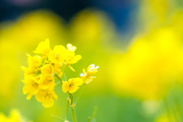 Rapsblüten in Japan — Stockfoto