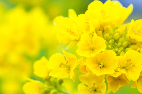 Tecavüz çiçeği Japonya