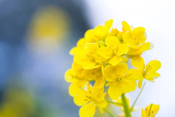 Rapsblüten in Japan — Stockfoto