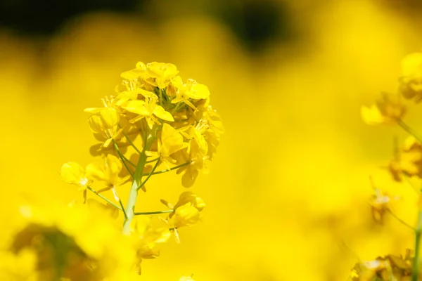 Rapsblüten in Japan — Stockfoto