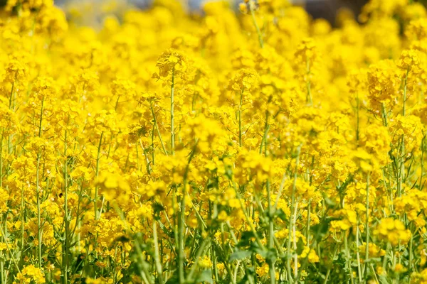 Rapsblüten in Japan — Stockfoto