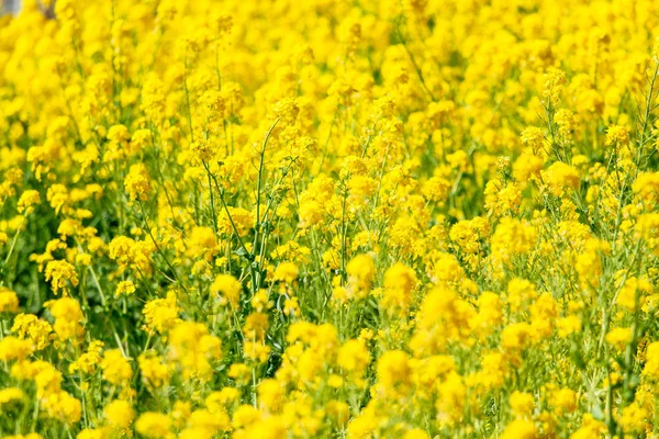 Rapsblüten in Japan — Stockfoto