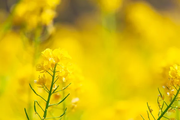 Rapsblüten in Japan — Stockfoto