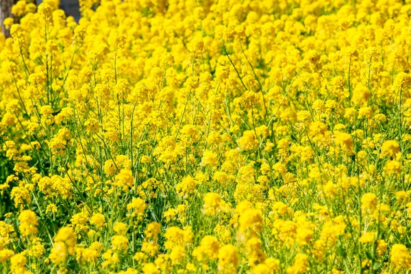 Rapsblüten in Japan — Stockfoto