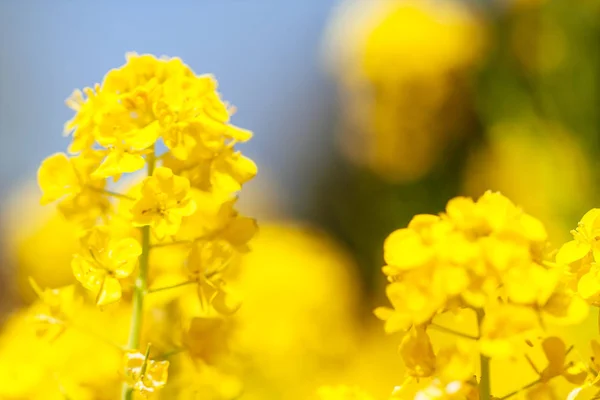 Rapsblüten in Japan — Stockfoto