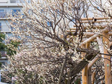 Erik çiçeği Japonya