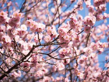 Erik çiçeği Japonya