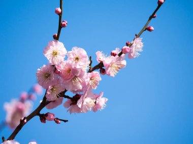 Erik çiçeği Japonya