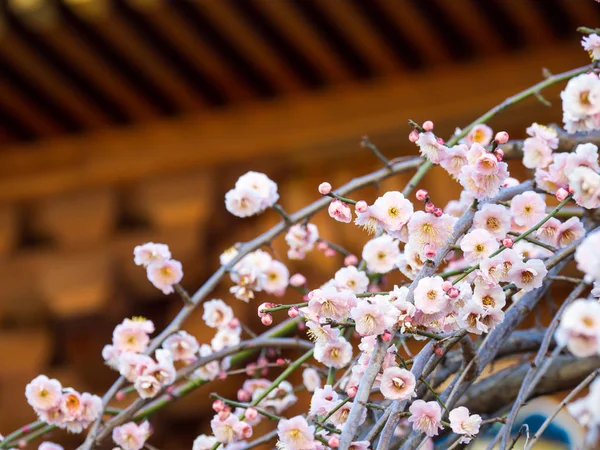 Цветение сливы в Японии — стоковое фото