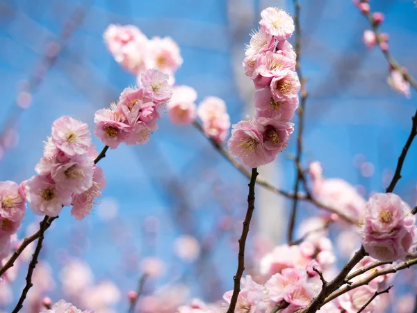 Erik çiçeği Japonya