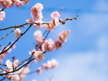 Erik çiçeği Japonya