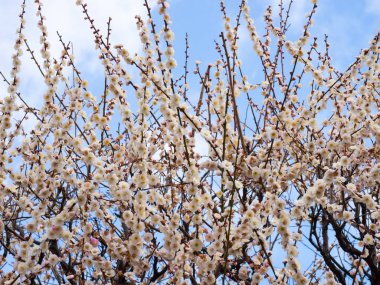 Erik çiçeği Japonya