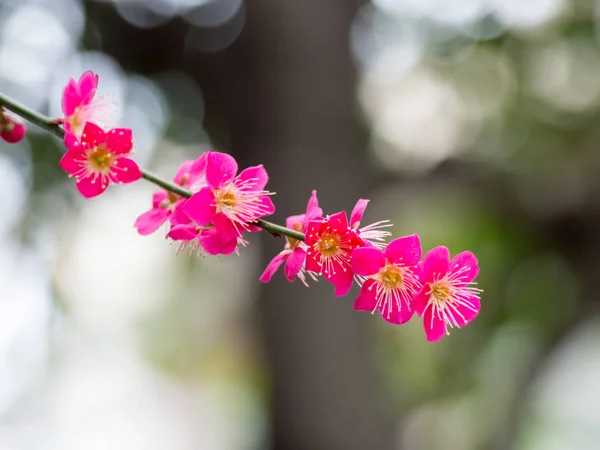 Luumu kukka Japanissa — kuvapankkivalokuva