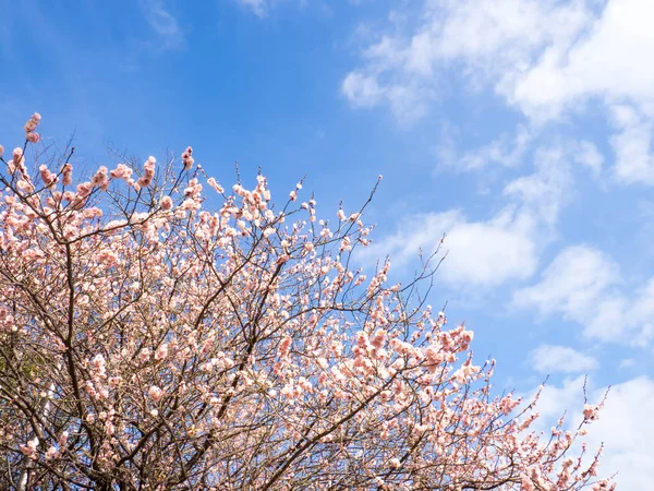Plum blossom i japan — Stockfoto