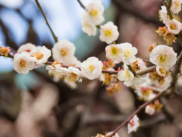 Слива цвітіння в Японії — стокове фото