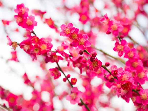 Цветение сливы в Японии — стоковое фото