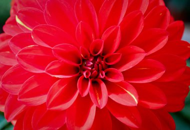 Dahlia kırmızı Gaysorn ve güzel çiçekler