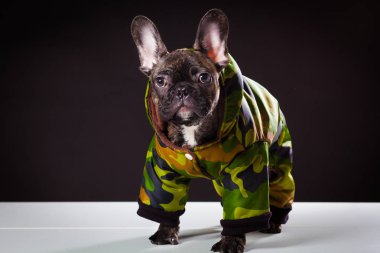 Bulldog sıcak tulum içinde 