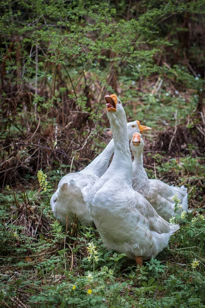 Gansos passeando no prado — Fotografia de Stock