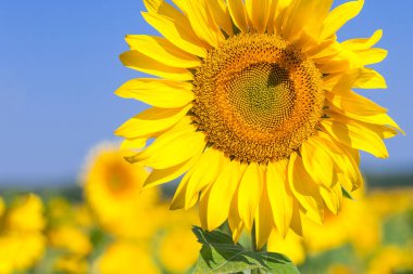 parlak sarı ayçiçeği 