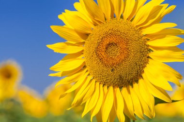 Bir arı sinek bir ayçiçeği yakınındaki