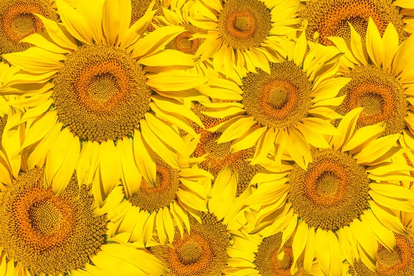 Pattern of bright yellow sunflowers