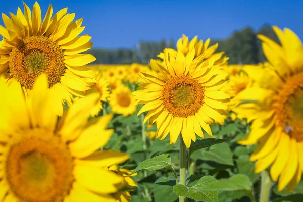 Veld van gele zonnebloemen — Stockfoto
