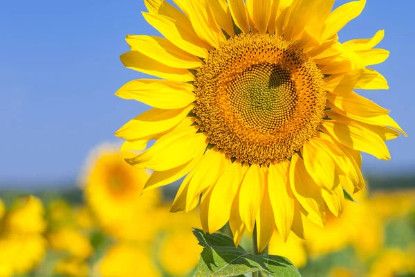 Helder gele zonnebloem — Stockfoto