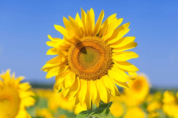 Één heldere gele zonnebloem — Stockfoto