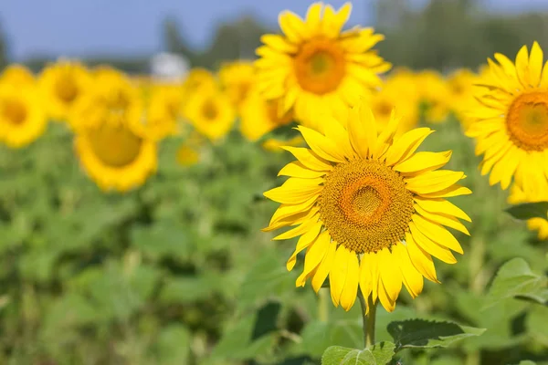 Geel veld van zonnebloemen — Stockfoto