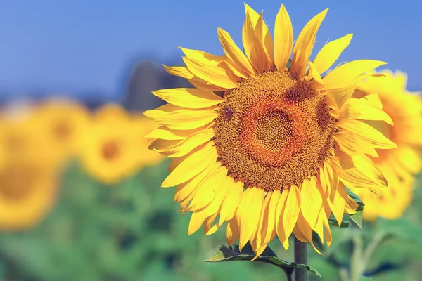 Gele zonnebloemen in de zonnebloem veld — Stockfoto