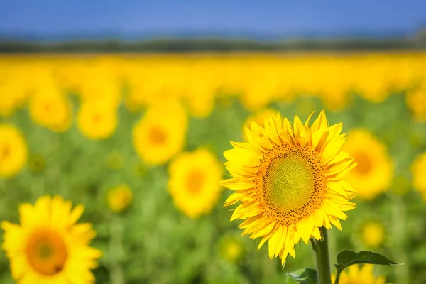 Gele zonnebloemen in de zonnebloem veld — Stockfoto