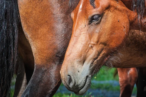 Portrait of a  brown horse — Stock Photo, Image