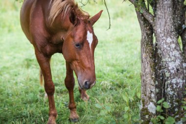 paslı bir güzel at portresi 